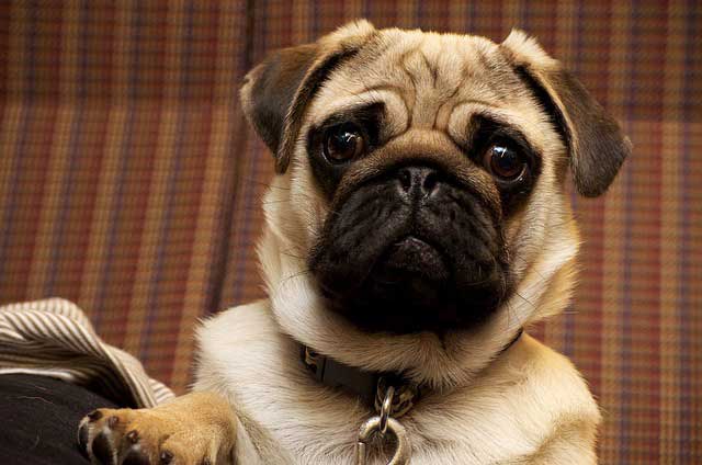 How Much Do Pugs Cost The Highs And Lows Of Budgeting For Pugs How 