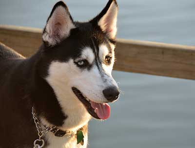 the average cost of a Husky puppy