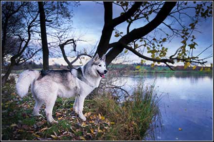 Siberian Husky Price Guide