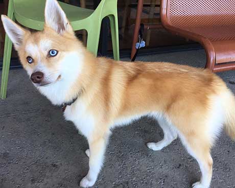 pomeranian husky shed