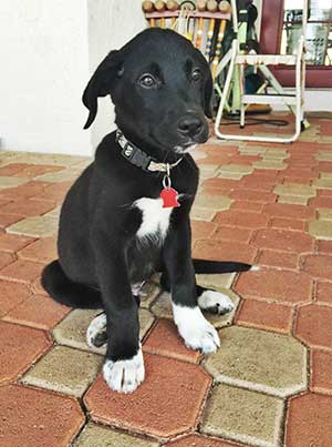 black lab border collie mix puppy