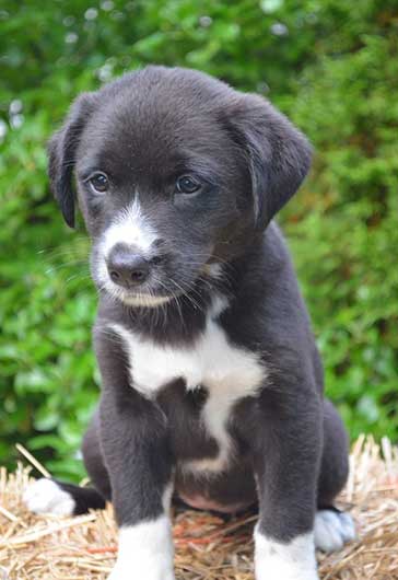 chocolate lab border collie mix puppies