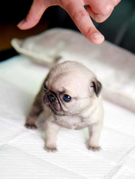 small pug puppy