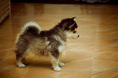 pomsky puppy characteristics