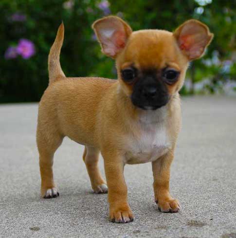 pug chihuahua mix Puppy