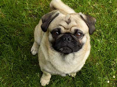 cost of a pug dog