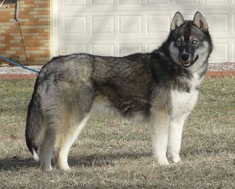 The Wolf-Like Agouti Husky