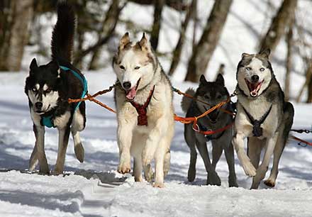 training cost of Siberian Husky