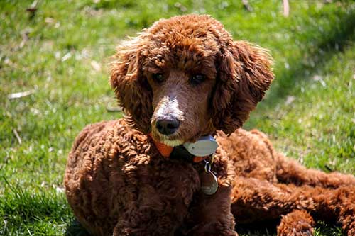 Standard Brown Poodle Show Dog