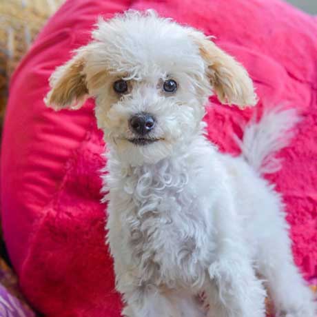 White Mini Poodle