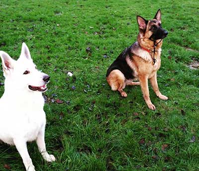 White German Shepherd History