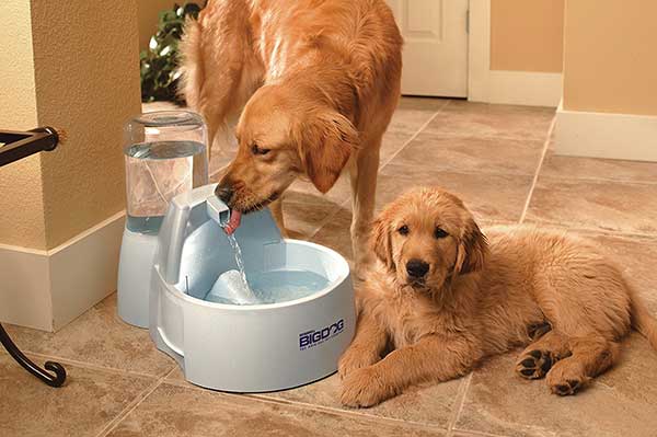 Best Dog Water Dispenser