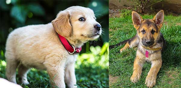 Image Result For Golden Retriever Vs Labrador