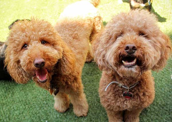 What Is The Miniature Goldendoodle And Is It Any More Desirable Than The More Recognizable Dog?