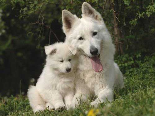 All White German Shepherd