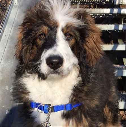 Bernedoodle Growth Chart