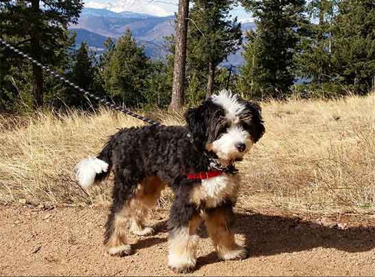 Bernedoodle puppy traits and characteristics