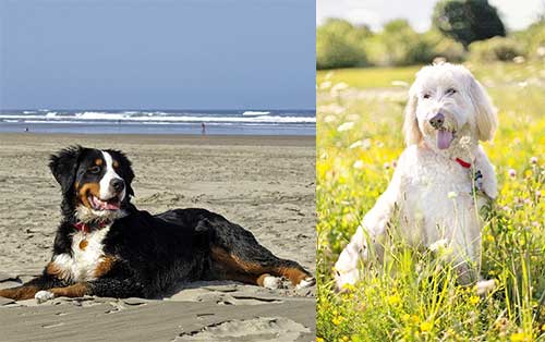 bernese mountain and poodle dog