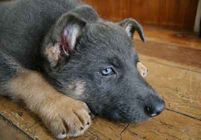 Are There Any Risks In Choosing A Blue German Shepherd?