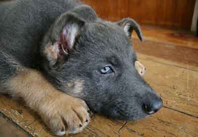 blue and tan german shepherd puppy