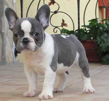 white and blue french bulldog