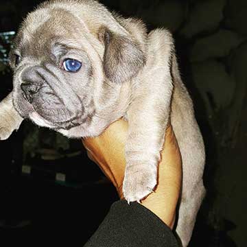 French Bulldog with Blue Eyes