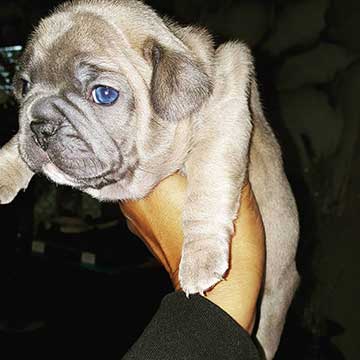 Adorable French Bulldog Blue Eyes Full Grown