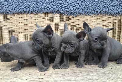 blue french bulldogs