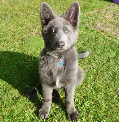 Blue Haired German Shepherd