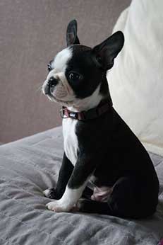boston terrier puppy ears