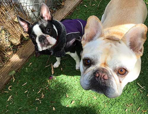 boston terrier and french bulldog dogs