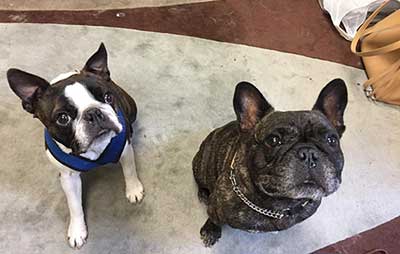 79+ French Bulldog Vs Boston Terrier