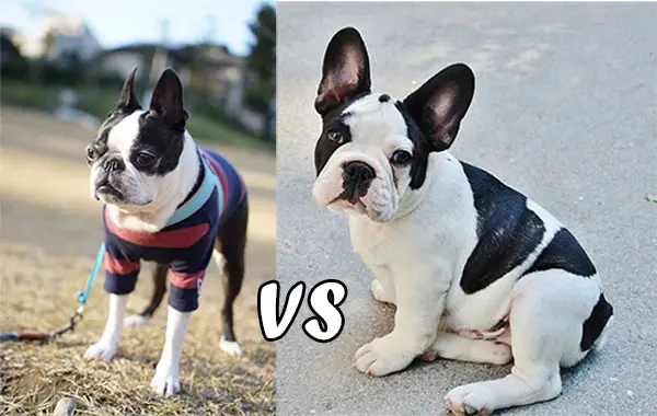 boston terrier vs french bulldog