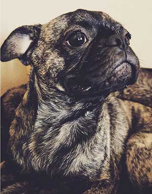 the face of brindle pug