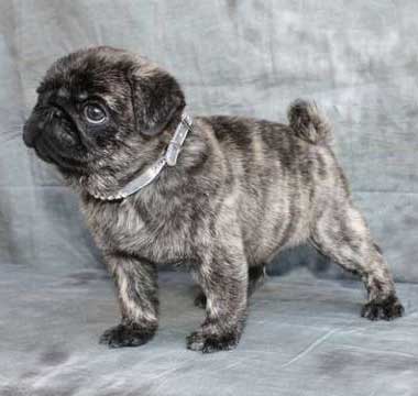 brindle pug dog