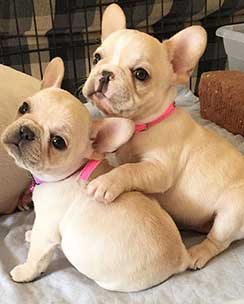 two french bulldog puppies