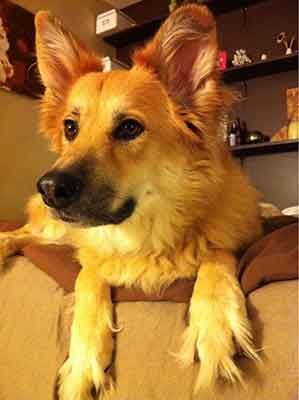 golden retriever german shepherd mix