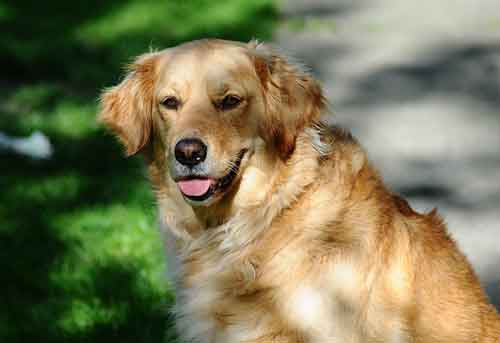 golden retriever vs german shepherd guide