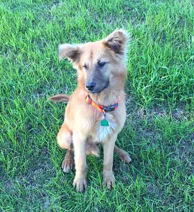 Golden Retriever German Shepherd mix dog