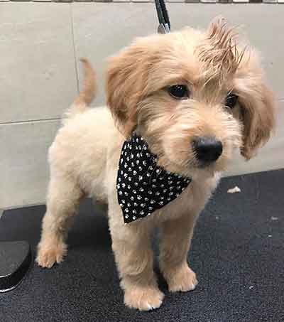 mini poodle and goldendoodle mix