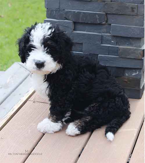 black and white bernedoodle puppy