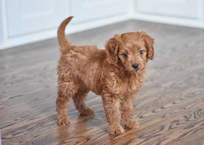 mini goldendoodle puppy