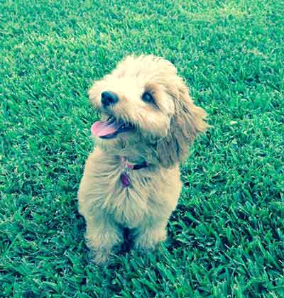 petite goldendoodle puppy