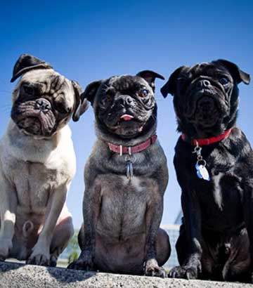 3 different colors of pugs