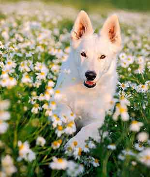 white german shepherds info