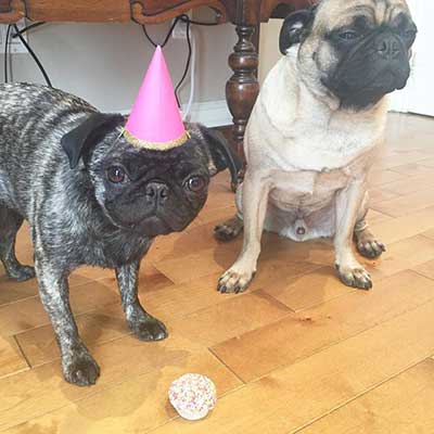 brindle and fawn pugs