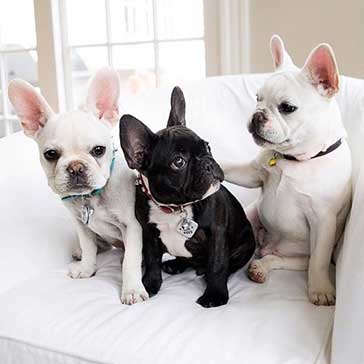 all black and all white frenchies