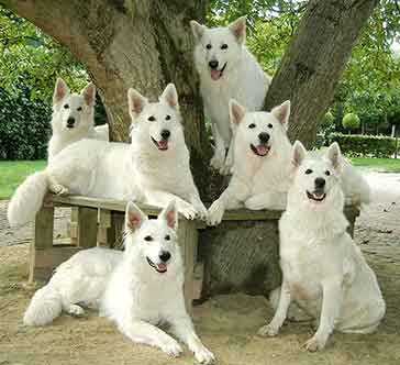 white german shepherd facts