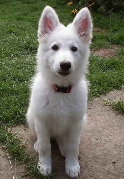 long haired white shepherd