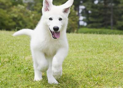 White German shepherd dog Running